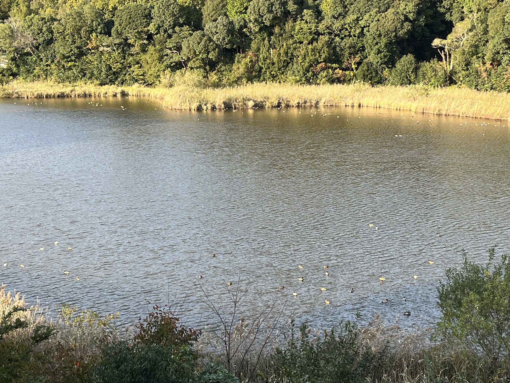 磐田市桶ヶ谷沼を散策