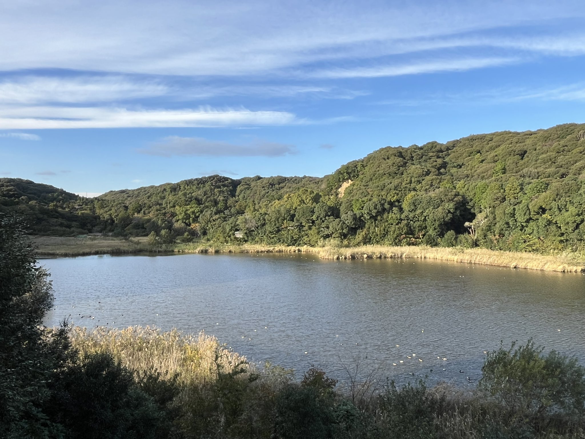 磐田市桶ヶ谷沼を散策