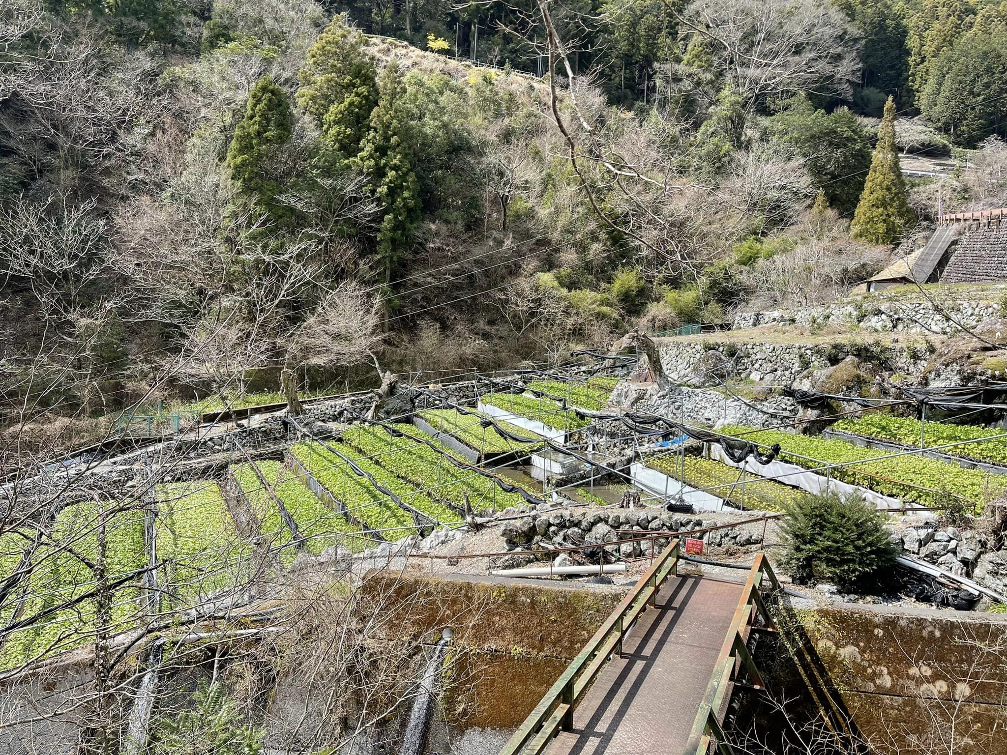 山本彰彦 県議と一緒に、静岡市葵区の梅ヶ島、大河内、玉川、賤機方面でご挨拶