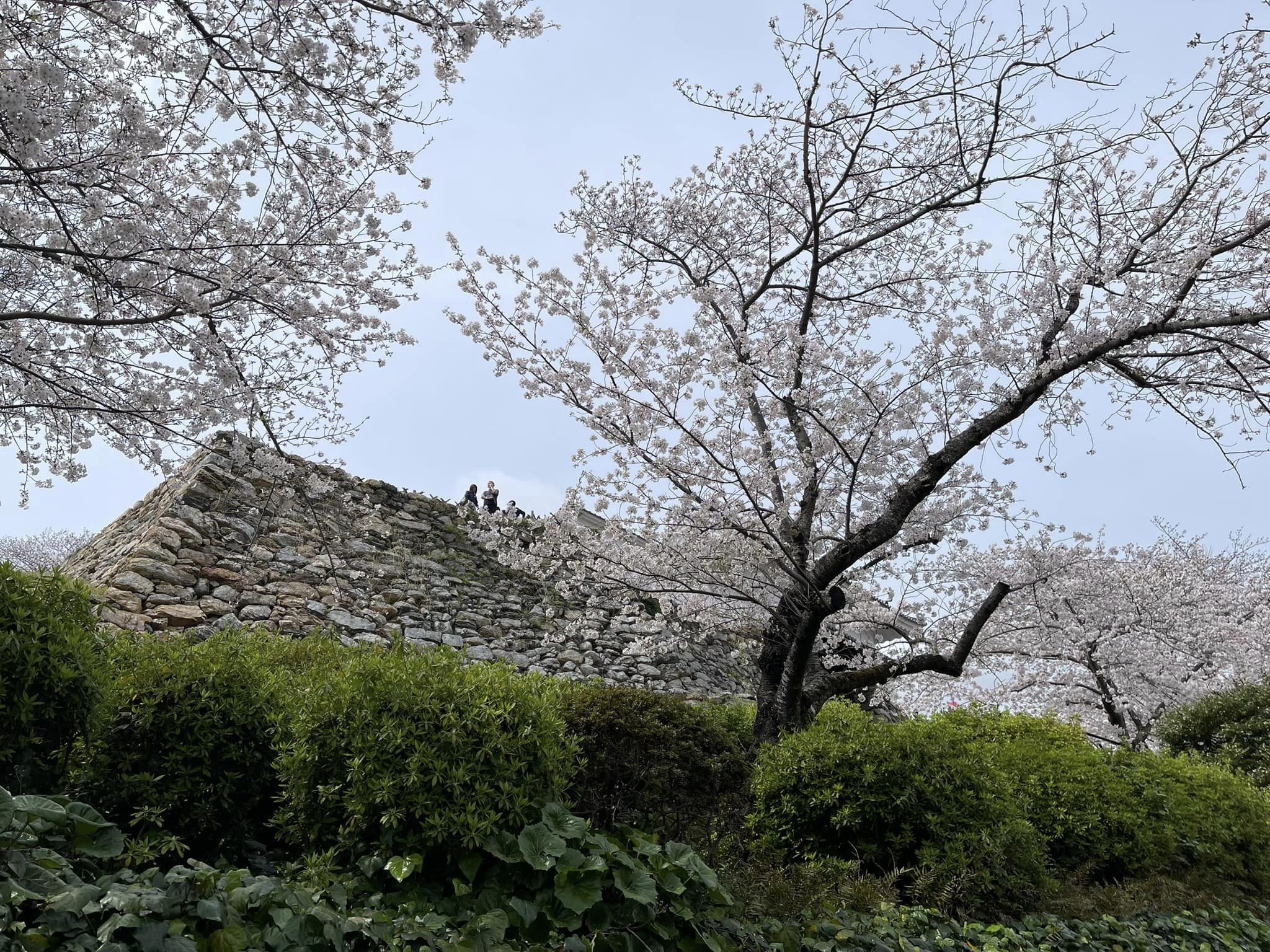 松下正行 市議、幸田恵里子 市議、丸英之 市議と一緒に、浜松市を回りました