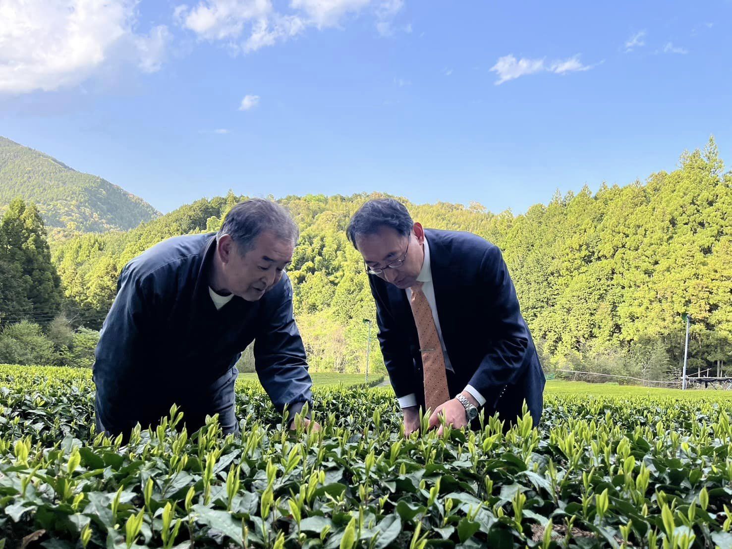 静岡市葵区で茶の有機栽培を営む斉藤勝弥さんにお話を伺いました
