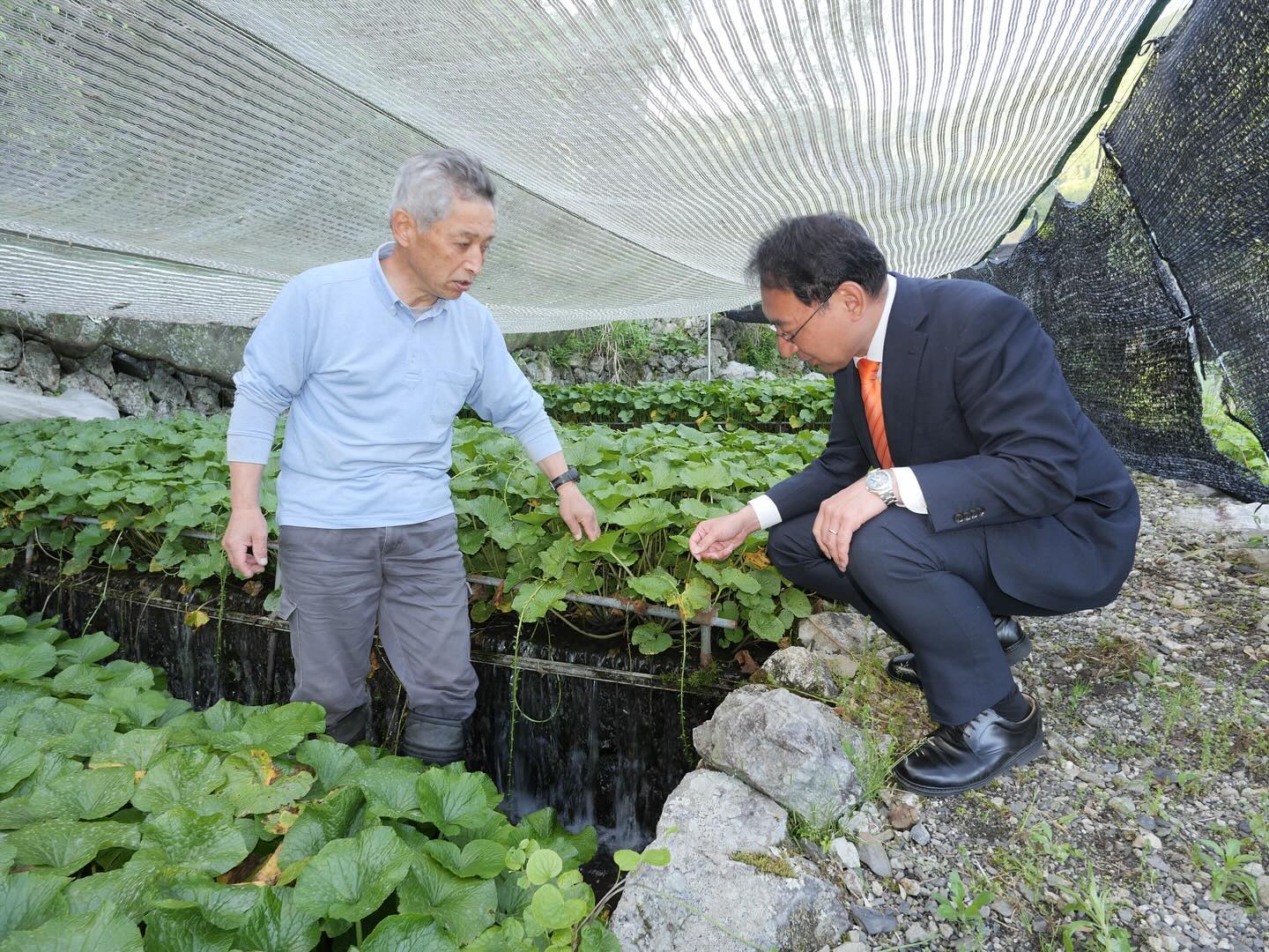 わさび発祥の地とされる「有東木」で、伝統的なわさび栽培を守り続ける宮原農園の代表、宮原寿穂（みやはらとしほ）さんにお話を伺いました