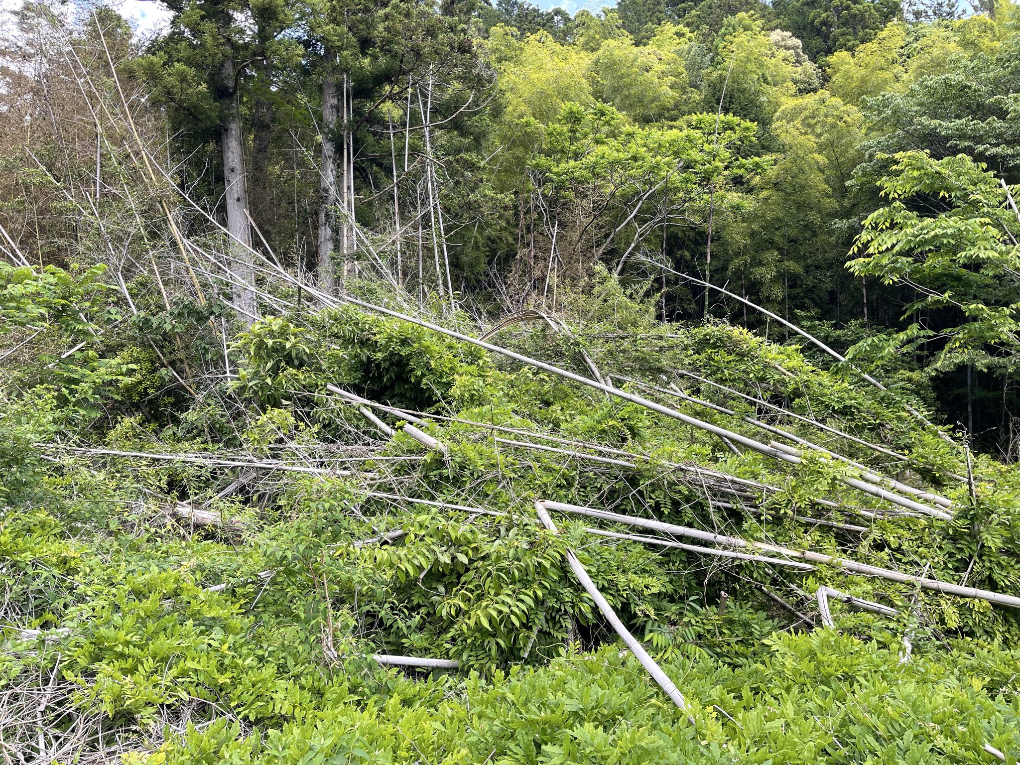 林道の法面が崩落し、通行不能となっている箇所を確認