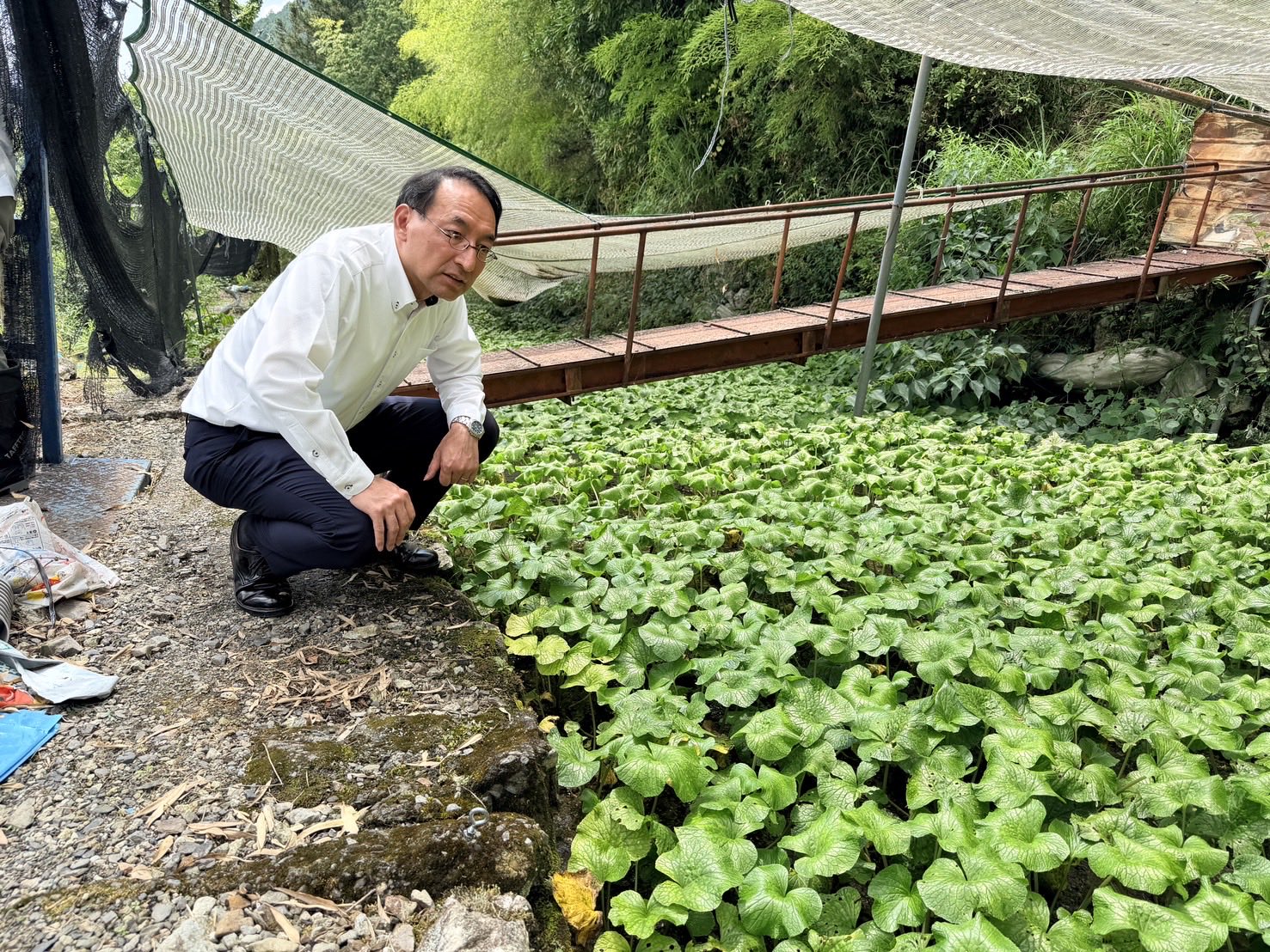 県内のわさび農家の皆様から、わさびの生育状況についてお話を伺いました
